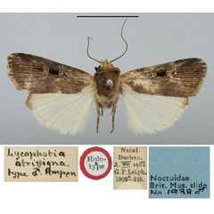 /filer/webapps/moths/media/images/A/atrisigna_Lycophotia_HT_BMNH.jpg