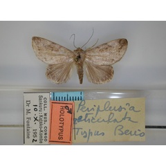 /filer/webapps/moths/media/images/R/reticulata_Periplusia_HT_RMCA_01.jpg