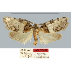 /filer/webapps/moths/media/images/R/rufibasis_Viettesia_HT_MNHN.jpg