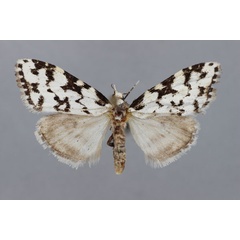 /filer/webapps/moths/media/images/H/herbuloti_Meganola_PT_BMNH.jpg