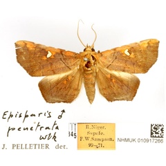 /filer/webapps/moths/media/images/P/penetrata_Episparis_AM_BMNH.jpg