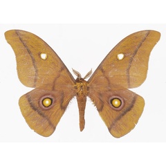 /filer/webapps/moths/media/images/K/krucki_Gonimbrasia_AM_Basquin_01a.jpg