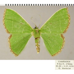 /filer/webapps/moths/media/images/E/esmeralda_Comibaena_AF_ZSM.jpg