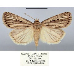 /filer/webapps/moths/media/images/I/interlata_Nonagria_AM_BMNH.jpg