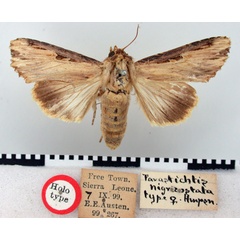 /filer/webapps/moths/media/images/N/nigricostata_Neostichtis_HT_BMNH.jpg