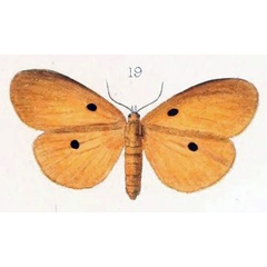 /filer/webapps/moths/media/images/I/imparepunctata_Lithosia_STM_Oberthur_19.jpg