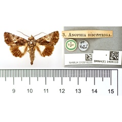 /filer/webapps/moths/media/images/D/discistriga_Anophia_ST_BMNH.jpg
