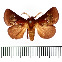 /filer/webapps/moths/media/images/S/semicalida_Miresa_AM_BMNH_02.jpg