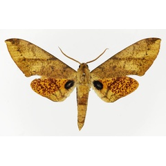 /filer/webapps/moths/media/images/P/piabilis_Platysphinx_AM_Basquin_02.jpg