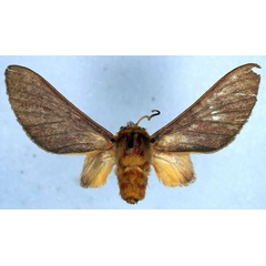 /filer/webapps/moths/media/images/F/fletcheri_Bergeria_HT_BMNH_01.jpg
