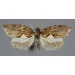 /filer/webapps/moths/media/images/M/melaleuca_Mimulosia_A_BMNH.jpg