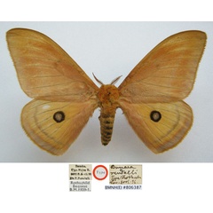 /filer/webapps/moths/media/images/R/rendalli_Nudaurelia_HT_NHMUKa.jpg