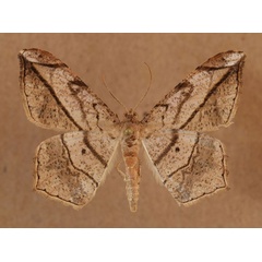 /filer/webapps/moths/media/images/S/simplicilinea_Chiasmia_A_Butler.jpg