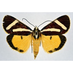 /filer/webapps/moths/media/images/F/fervida_Aegocera_AF_NHMO.jpg