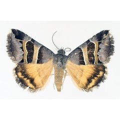 /filer/webapps/moths/media/images/E/euclidioides_Grammodes_AM_TMSA_02.jpg