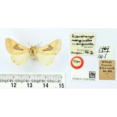 /filer/webapps/moths/media/images/A/angulata_Acanthonyx_HT_BMNH.jpg