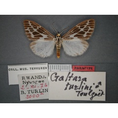 /filer/webapps/moths/media/images/T/turlini_Galtara_PT_RMCA_01.jpg