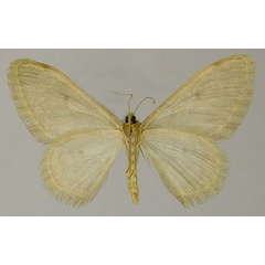 /filer/webapps/moths/media/images/R/romanarioides_Glossotrophia_AM_ZSMb.jpg