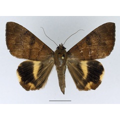 /filer/webapps/moths/media/images/C/catocaloides_Achaea_AF_Basquin_02.jpg