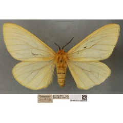 /filer/webapps/moths/media/images/U/unicolor_Coenostegia_PLT_BMNH_04.jpg