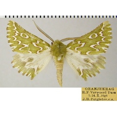 /filer/webapps/moths/media/images/B/bifasciata_Drepanogynis_AM_ZSMa.jpg