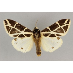 /filer/webapps/moths/media/images/G/geometrica_Seydelia_AM_BMNH.jpg