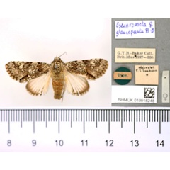 /filer/webapps/moths/media/images/G/glaucopasta_Ostacronycta_HT_BMNH.jpg