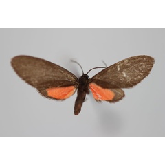 /filer/webapps/moths/media/images/B/bicolor_Tsarafidynia_HT_BMNH.jpg