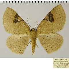 /filer/webapps/moths/media/images/N/nesiotes_Asthenotricha_AF_ZSM.jpg