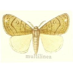 /filer/webapps/moths/media/images/M/multilinea_Dasychira_HT_Hering_27d.jpg