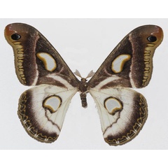 /filer/webapps/moths/media/images/A/albidus_Epiphora_AF_Basquin_01.jpg