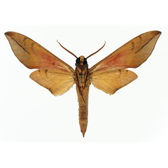 /filer/webapps/moths/media/images/C/colasi_Phylloxiphia_AT_Basquin_02.jpg