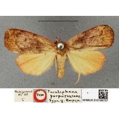 /filer/webapps/moths/media/images/P/purpurascens_Paralephana_HT_BMNH.jpg