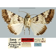 /filer/webapps/moths/media/images/J/jucunda_Bamra_HT_MNHN.jpg
