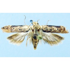 /filer/webapps/moths/media/images/K/kuehnei_Armatophallus_HT_ZMHB.jpg