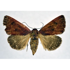 /filer/webapps/moths/media/images/S/sarcistis_Plecoptera_A_NHMO.jpg