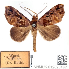 /filer/webapps/moths/media/images/M/maculifera_Marcipa_AM_BMNH.jpg