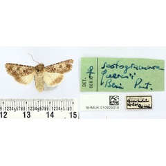 /filer/webapps/moths/media/images/Q/quercii_Scotogramma_PTF_BMNH.jpg
