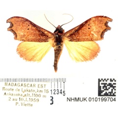 /filer/webapps/moths/media/images/P/problematica_Hondryches_AM_BMNH_01.jpg