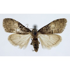 /filer/webapps/moths/media/images/R/reubeni_Meganola_AF_Aulombard_03.jpg