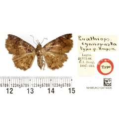 /filer/webapps/moths/media/images/C/cyanopasta_Euaethiops_HT_BMNH.jpg