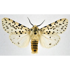 /filer/webapps/moths/media/images/N/nigropunctata_Alpenus_AM_NHMO.jpg