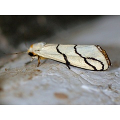 /filer/webapps/moths/media/images/A/astrigata_Carcinopodia_A_Voaden.JPG