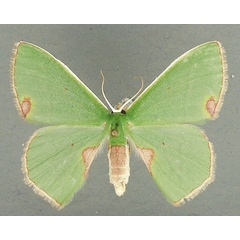 /filer/webapps/moths/media/images/R/rubricorpus_Lophorrhachia_AF_TMSA_02.jpg