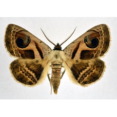 /filer/webapps/moths/media/images/P/pyrula_Cometaster_AM_NHMO.jpg