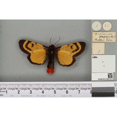 /filer/webapps/moths/media/images/F/fasciata_Daphoenura_PLT_BMNHb.jpg