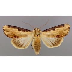 /filer/webapps/moths/media/images/N/nigricostata_Neostichtis_A_RMCA_01.jpg