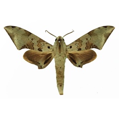 /filer/webapps/moths/media/images/M/murinus_Polyptychus_AM_Basquin_03.jpg