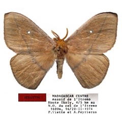 /filer/webapps/moths/media/images/V/viettei_Maltagorea_HT_MNHN.jpg
