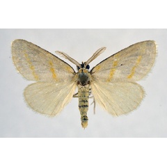 /filer/webapps/moths/media/images/B/bizonoides_Lacipa_AM_NHMO.jpg